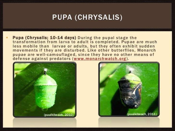 Biology 101 power point presentation on monarch butterflies