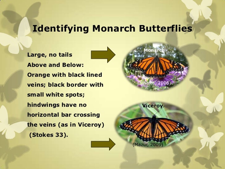 Biology 101 power point presentation on monarch butterflies