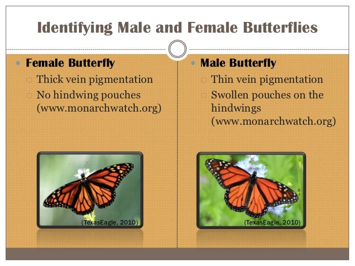 Biology 101 power point presentation on monarch butterflies