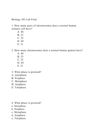 Biology 103 Lab Final
1. How many pairs of chromosomes does a normal human
somatic cell have?
A. 46
B. 23
C. 22
D. 44
E. 21
2. How many chromosomes does a normal human gamete have?
A. 46
B. 23
C. 22
D. 44
E. 21
3. What phase is pictured?
A. Interphase
B. Prophase
C. Metaphase
D. Anaphase
E. Telophase
4. What phase is pictured?
a. Interphase
b. Prophase
c. Metaphase
d. Anaphase
e. Telophase
 