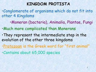 KINGDOM PROTISTA
•Conglomerate of organisms which do not fit into
other 4 Kingdoms
    •Moneran (bacteria), Animalia, Plantae, Fungi
•Much more complicated than Monerans
•They represent the intermediate step in the
evolution of the other three kingdoms
•Protozoan is the Greek word for “first animal”
•Contains about 65,000 species


                                               1
 