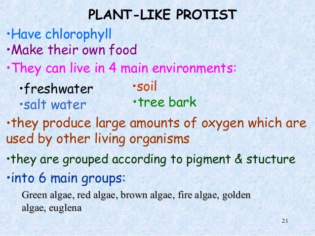 How Do Plant Like Protists Get Food How Do Plant Like Protists Get Food