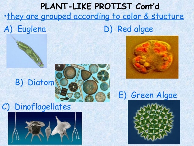 protist examples