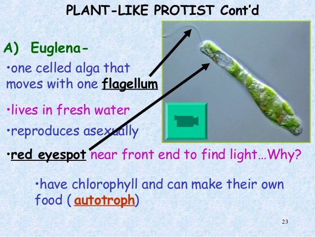 protist examples