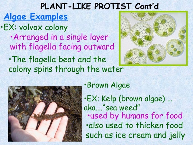 protist examples