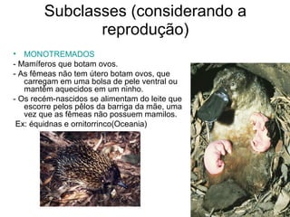 Subclasses (considerando a
reprodução)
• MONOTREMADOS
- Mamíferos que botam ovos.
- As fêmeas não tem útero botam ovos, que
carregam em uma bolsa de pele ventral ou
mantêm aquecidos em um ninho.
- Os recém-nascidos se alimentam do leite que
escorre pelos pêlos da barriga da mãe, uma
vez que as fêmeas não possuem mamilos.
Ex: équidnas e ornitorrinco(Oceania)
 