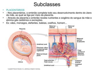 Subclasses
• PLACENTÁRIOS
• - Nos placentários, o embrião completa todo seu desenvolvimento dentro do útero
da mãe, ao qual se liga por meio da placenta.
• - Através da placenta o embrião recebe nutrientes e oxigênio do sangue da mãe e
elimina gás carbônico e excreções.
• Ex: cães, morcegos, elefantes, baleias, coelhos, homem...
 