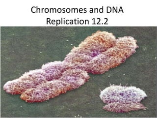 Chromosomes and DNA Replication 12.2 