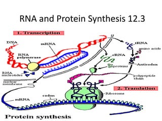 RNA and Protein Synthesis 12.3  