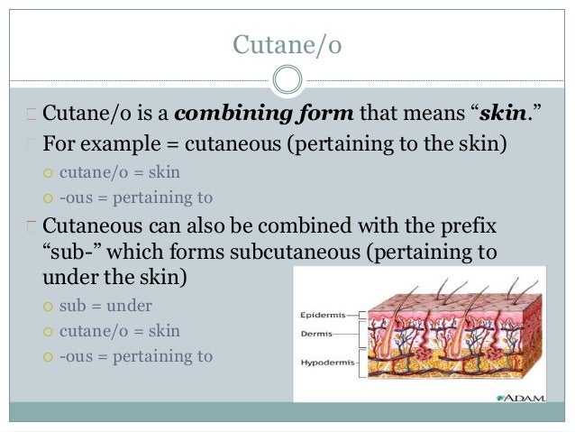integumentary system what is a combining form meaning skin