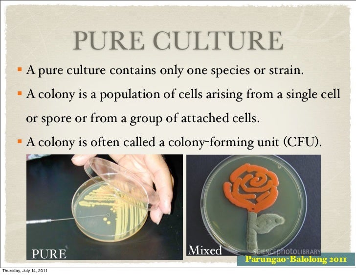 biology 120 lecture 4 2011 2012 pure culture