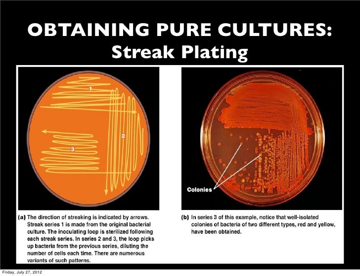 pure culture