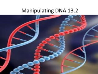 Manipulating DNA 13.2 