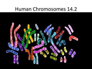 Human Chromosomes 14.2 