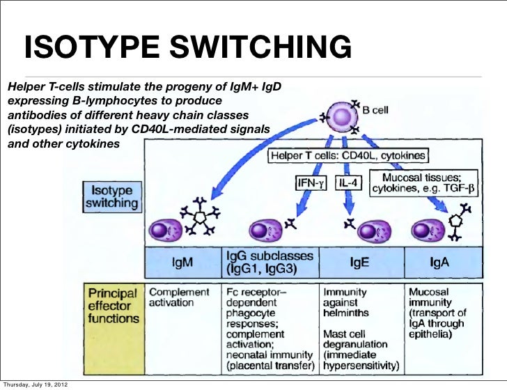 isotype switching