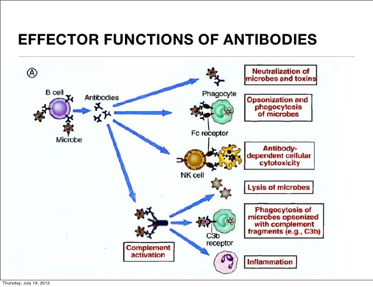 what is the definition of an effector cell