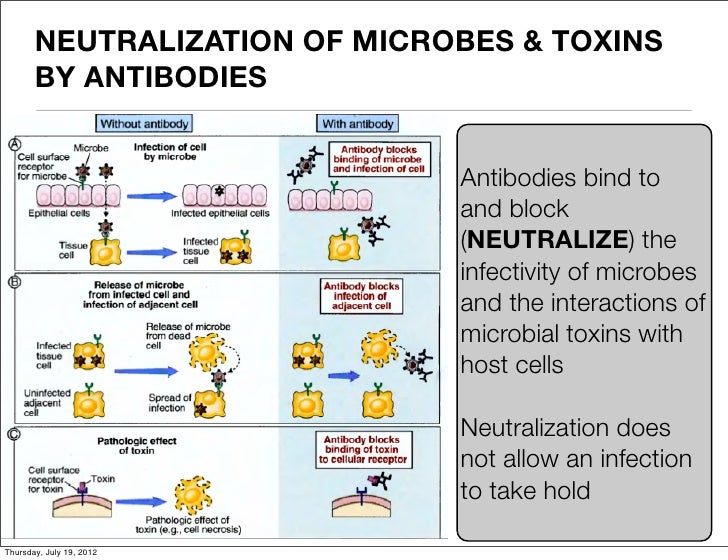 Biology 151 lecture 4 2012 2013 (part 2 hi)
