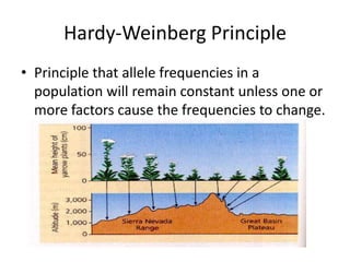 Hardy-Weinberg PrinciplePrinciple that allele frequencies in a population will remain constant unless one or more factors cause the frequencies to change.