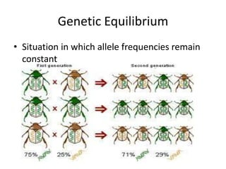 Genetic EquilibriumSituation in which allele frequencies remain constant