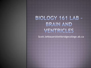 Biology 161 Lab – Brain and Ventricles Scott.lehbauer@lethbridgecollege.ab.ca 