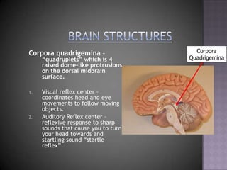 Brain StructuresCorporaQuadrigeminaCorpora quadrigemina – “quadruplets” which is 4 raised dome-like protrusions on the dorsal midbrain surface.Visual reflex center – coordinates head and eye movements to follow moving objects.Auditory Reflex center – reflexive response to sharp sounds that cause you to turn your head towards and startling sound “startle reflex”