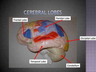 Cerebral LobesParietal LobeFrontal LobeOccipital LobeTemporal LobeCerebellum