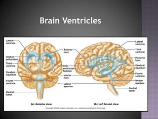 Brain Ventricles 