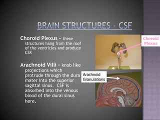 Brain Structures - CSFChoroid Plexus – these structures hang from the roof of the ventricles and produce CSF.Arachnoid Villi – knob like projections which protrude through the dura mater into the superior sagittal sinus.  CSF is absorbed into the venous blood of the dural sinus here.ChoroidPlexusArachnoidGranulations