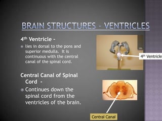 Brain Structures - Ventricles4th Ventricle – lies in dorsal to the pons and superior medulla.  It is continuous with the central canal of the spinal cord.Central Canal of Spinal Cord  - Continues down the spinal cord from the ventricles of the brain.4th VentricleCentral Canal