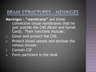 Brain Structures - MeningesMeninges – “membrane” are three connective tissue membranes that lie just outside the CNS (Brain and Spinal Cord).  Their functions include;Cover and protect the CNSProtect blood vessels and enclose the venous sinusesContain CSF Form partitions in the skull