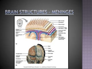 Brain Structures - Meninges