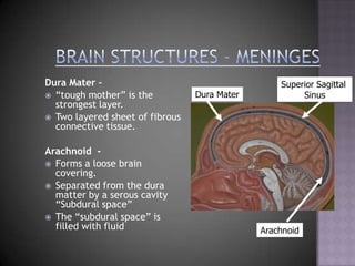 Brain Structures - MeningesDura Mater – “tough mother” is the strongest layer.  Two layered sheet of fibrous connective tissue.Arachnoid  - Forms a loose brain covering.Separated from the dura matter by a serous cavity “Subdural space”The “subdural space” is filled with fluidSuperior Sagittal SinusDura MaterArachnoid