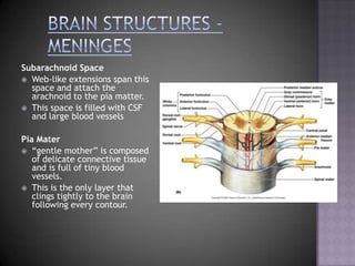 Brain Structures - MeningesSubarachnoid SpaceWeb-like extensions span this space and attach the arachnoid to the pia matter.This space is filled with CSF and large blood vesselsPia Mater“gentle mother” is composed of delicate connective tissue and is full of tiny blood vessels.This is the only layer that clings tightly to the brain following every contour. 