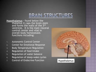 Brain StructuresHypothalamus – found below the thalamus it caps the brain stem and forms the walls of the 3rd ventricle.  It is the main visceral control center and vital in overall body homeostasis functions including:Autonomic Control CenterCenter for Emotional ResponseBody Temperature RegulationRegulation of food IntakeRegulation of water balanceRegulation of sleep-wake cyclesControl of Endocrine FunctionHypothalamus