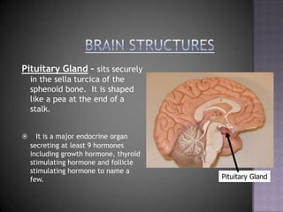 Brain StructuresPituitary Gland – sits securely in the sella turcica of the sphenoid bone.  It is shaped like a pea at the end of a stalk.It is a major endocrine organ secreting at least 9 hormones including growth hormone, thyroid stimulating hormone and follicle stimulating hormone to name a few.Pituitary Gland