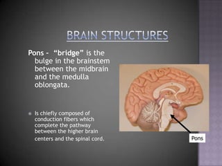 Brain StructuresPons –  “bridge” is the bulge in the brainstem between the midbrain and the medulla oblongata.  Is chiefly composed of conduction fibers which complete the pathway between the higher brain centers and the spinal cord.Pons