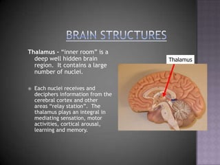 Brain StructuresThalamus – “inner room” is a deep well hidden brain region.  It contains a large number of nuclei.  Each nuclei receives and deciphers information from the cerebral cortex and other areas “relay station”.  The thalamus plays an integral in mediating sensation, motor activities, cortical arousal, learning and memory. Thalamus