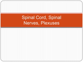 Spinal Cord, Spinal Nerves, Plexuses 