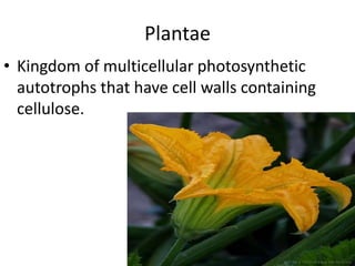 PlantaeKingdom of multicellular photosynthetic autotrophs that have cell walls containing cellulose.