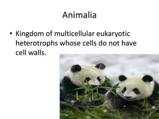 Animalia Kingdom of multicellular eukaryotic heterotrophs whose cells do not have cell walls. 
