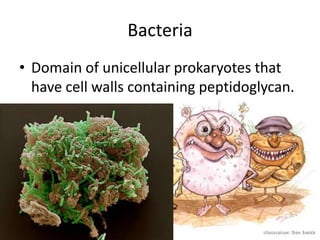 Bacteria Domain of unicellular prokaryotes that have cell walls containing peptidoglycan.