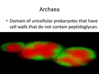ArchaeaDomain of unicellular prokaryotes that have cell walls that do not contain peptidoglycan. 