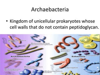 Archaebacteria Kingdom of unicellular prokaryotes whose cell walls that do not contain peptidoglycan.