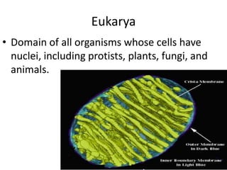 EukaryaDomain of all organisms whose cells have nuclei, including protists, plants, fungi, and animals.