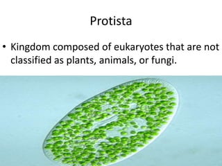 Protista Kingdom composed of eukaryotes that are not classified as plants, animals, or fungi.  