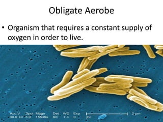 Obligate Aerobe Organism that requires a constant supply of oxygen in order to live.