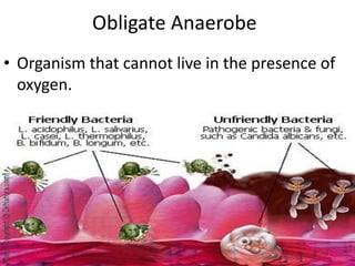 Obligate Anaerobe Organism that cannot live in the presence of oxygen.