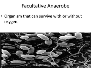 Facultative Anaerobe Organism that can survive with or without oxygen.