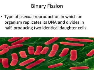 Binary FissionType of asexual reproduction in which an organism replicates its DNA and divides in half, producing two identical daughter cells.