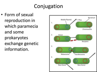 Conjugation Form of sexual reproduction in which paramecia and some prokaryotes exchange genetic information.